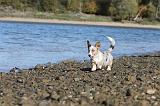 CORGI CARDIGAN 093
